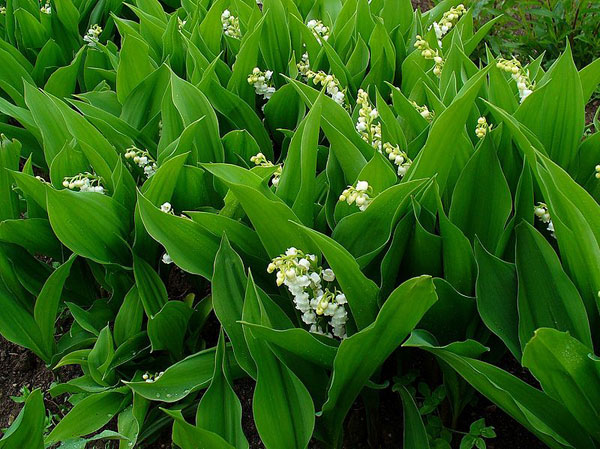 Muguet